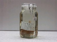 藏品(魬鯛)的圖片